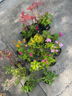 Plants Flowers