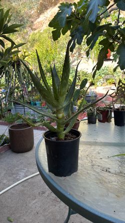 Aloe Vera