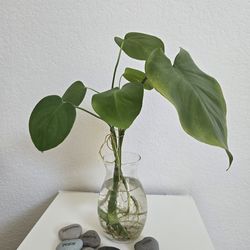 Monstera, Vase included, Indoor Plant, House plant, home decoration, Office Decoration, office plant