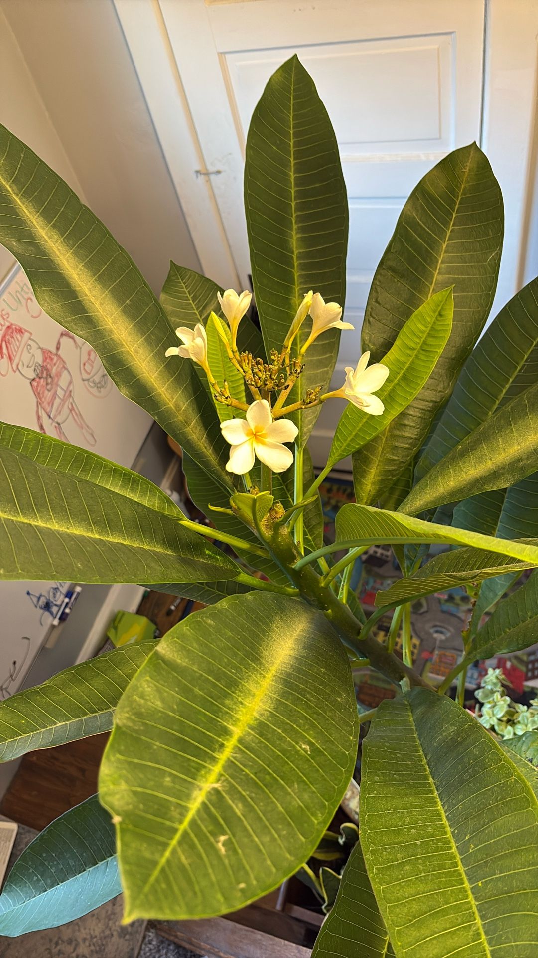 Plumeria Bush