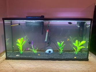 55gallon fish tank set up