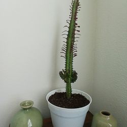Beautiful Decorative Indoor/Outdoor plant-Euphorbia Trigona rubra 