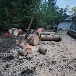 Free Fir Wood Rounds