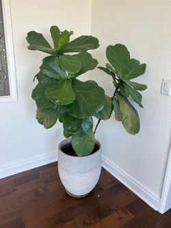 5’ Tall Fiddle Leaf Fig Live Plant with Pot