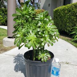 House Plant, Outdoor Plant, Easy To Grow