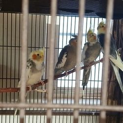 Large Cages For Sale And Accessories 