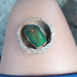 A Million Dollar Beetle