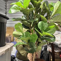 Artificial Fig Plant