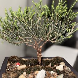 Bonsai White Bell