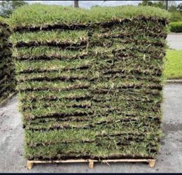 St  Augustine Pallets Of Grass 4 Sale