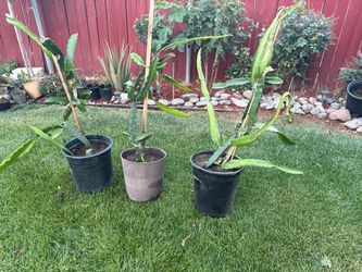 Mature Dragon Fruit Plant (Pitaya) – Large Healthy Fruiting Cactus