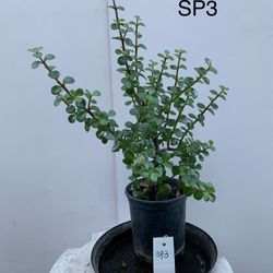 SP3- Elephant Bush Plant