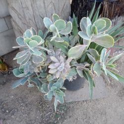 Mixed Succulent