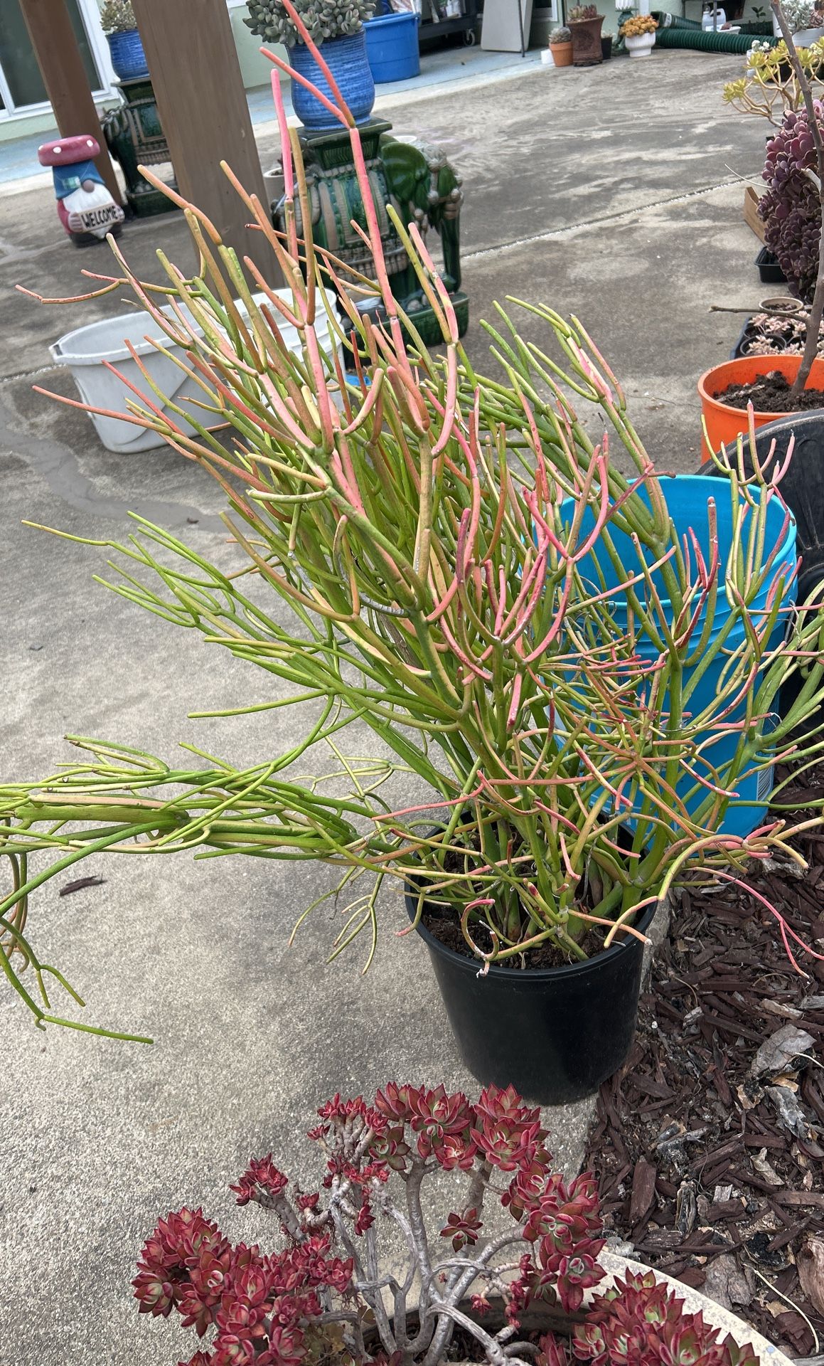 Fire Stick Succulent Plants