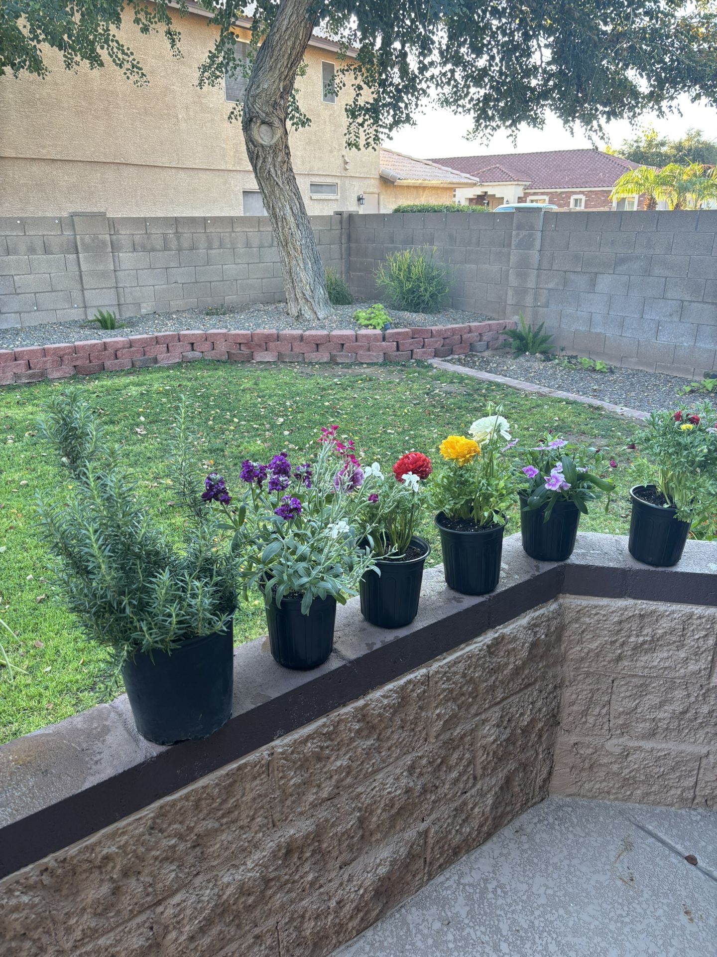 Larger Potted Flowers