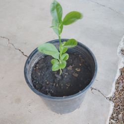 Plantas De Limón $4y$2