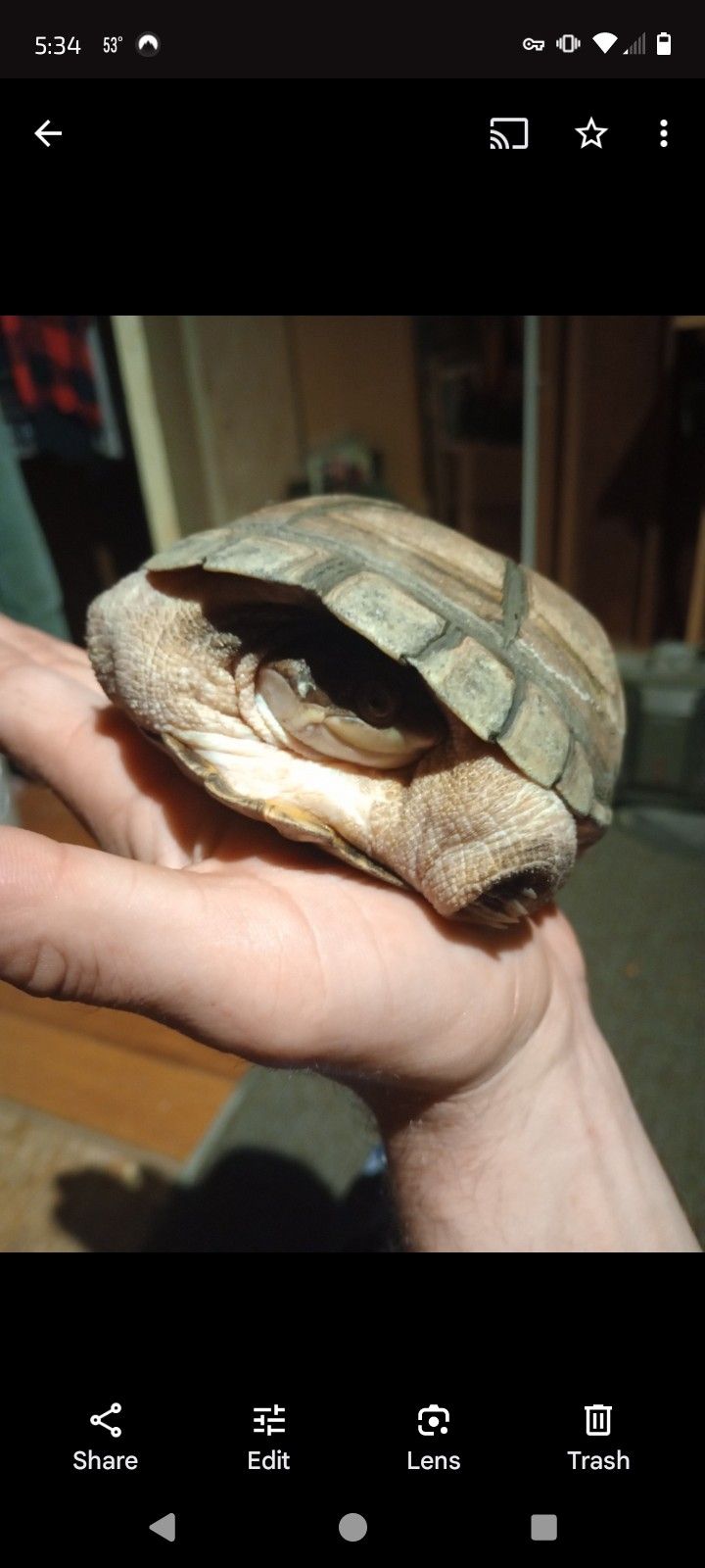 African Sideneck Turtle