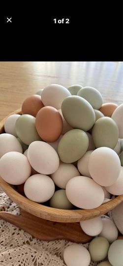 Fresh organic eggs 🥚
