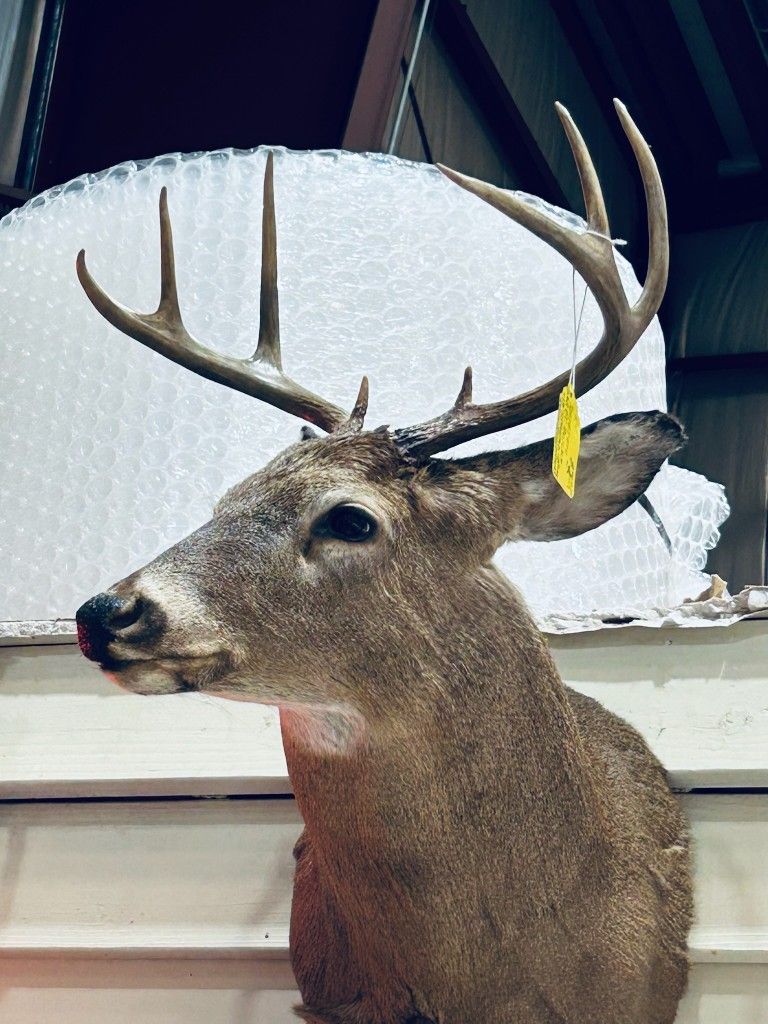 8 PT. BUCK.. Mount