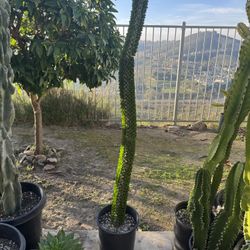 Large Ocotillo Plant 