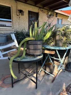 Creeping Cactus