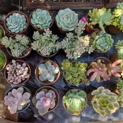 3.5" Pot Succulents for Sale