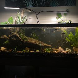 Aquarium With Stand