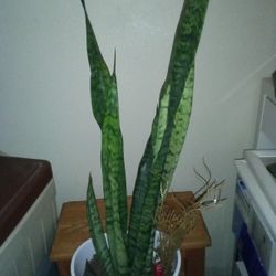 Snake Plant 🐍