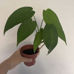 Syngonium Chiapense Plant 
