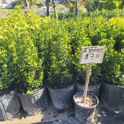 IXORAS PLANTS 3GALLONS 