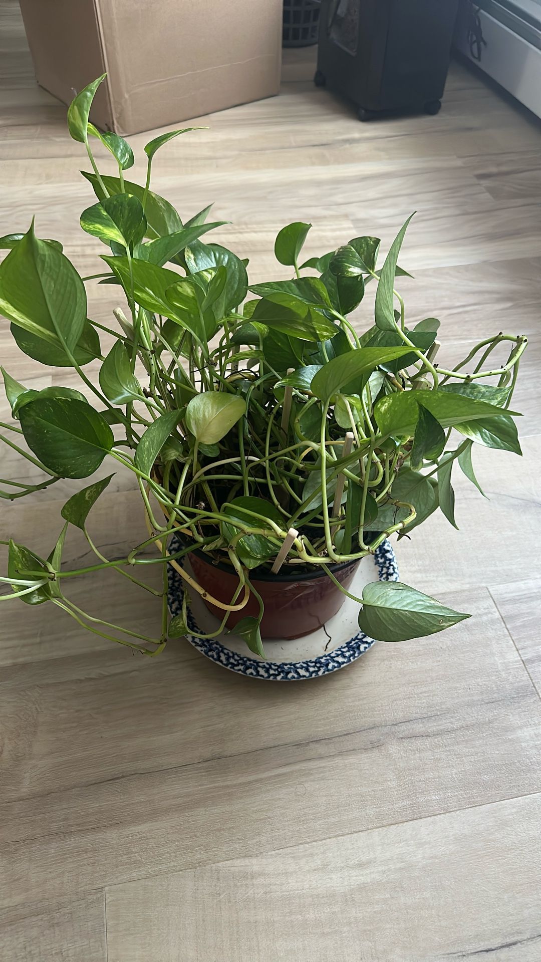 House Plant ( Money Plant)