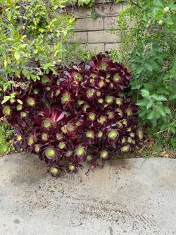 Succulent clippings