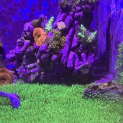 GSP frags fake reef decor decorations