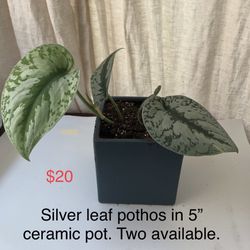 Silver Leaf Pothos In A Square Ceramic Pot $20 Each 