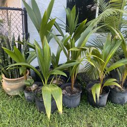 Green, Yellow and Gold Malayan Dwarf Coconut Palm Trees