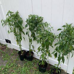 Thai / Asian/ Indian Hot Pepper Plant With Pepper(2-3 Ft Tall) $10 Each Plant
