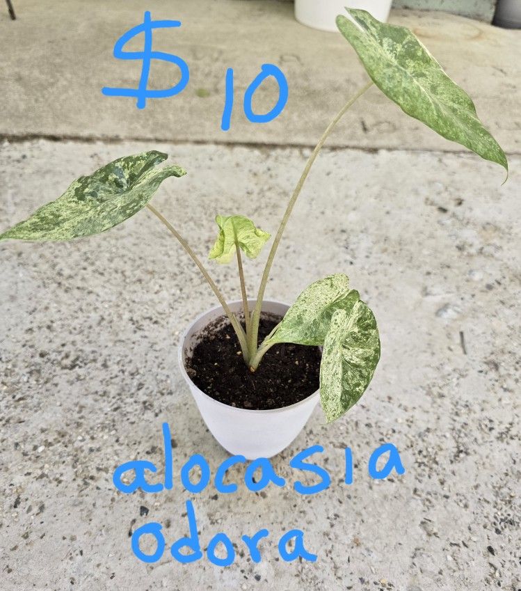 Plants