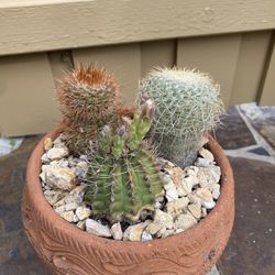 Cactus Garden - Original, Fully Rooted And Flowering