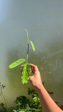 Hoya villosa