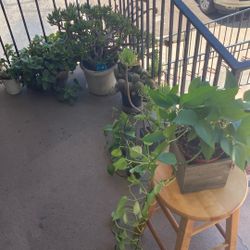 9 Pots Of Plants For 50 For All