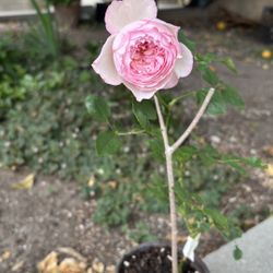 ➗ The Mill on the Floss​​，Masora, Olivia  Rooted rose cutting