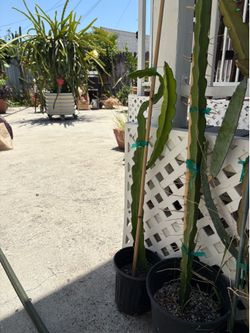 Dragon Fruit Plant -Dark Star variety over 2ft