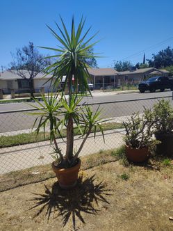 Yucca tree plant