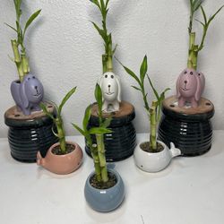 Lucky Bamboo Plants $5 each With Animals Pots.