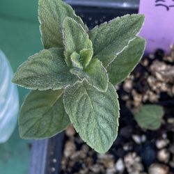Sweet Pear Mint Plant - Menta Pera Yerba Hierba buena sabor pera planta