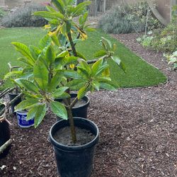 15 Gallon Rooted Blooming Rainbow Plumeria Trees 5 Ft Tall!!