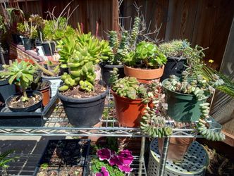 Succulents 