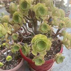4  Fabulous aeonium succulent Rose 4  Gorgeous red rose aeonium Cuttings Limited offer Hurry