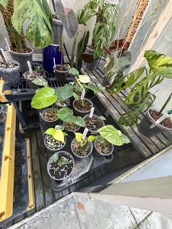 Monstera: vietciosa, devil, bulbasaur, star shadow, electrolyte, esqueleto, and more