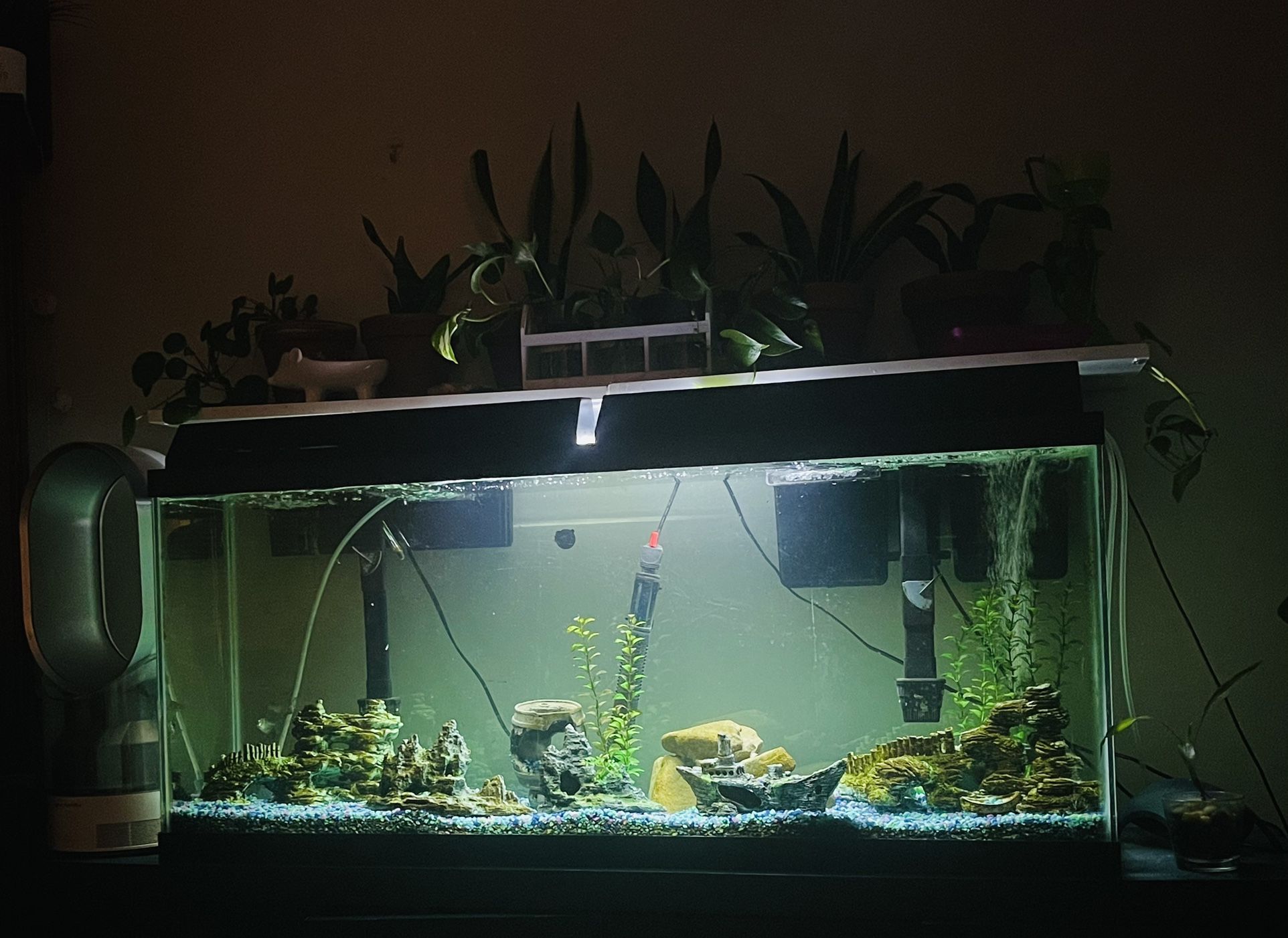 55 gallon glass aquarium  